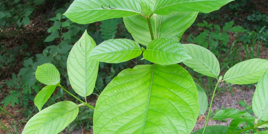 Different Types of Kratom Teas